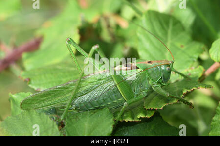 Un grande grande femmina verde (Bush-Cricket Tettigonia viridissima). Cuckmere Haven, Sussex, Regno Unito. Foto Stock