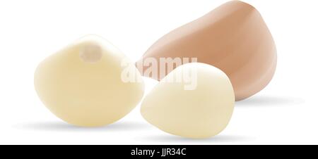 Aglio e BULBO Aglio isolato su uno sfondo bianco. Illustrazione Vettoriale