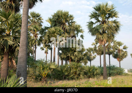 Palmyra palm, Borassus Foto Stock