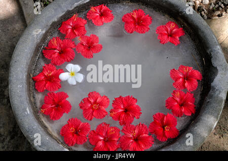 I fiori di ibisco flottante in una grande pentola, Sri Lanka Foto Stock