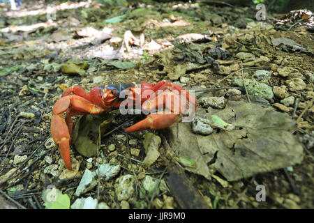 Un unico granchio rosso sull'Isola di Natale, un territorio australiano nell'Oceano Indiano Foto Stock