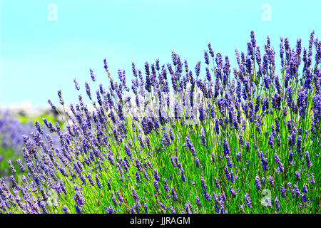 Campo di lavanda Foto Stock