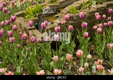 Miscelati tulip display Foto Stock