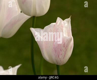 Tulip Cutie Miele Foto Stock