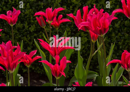 Tulip bambole Minuetto Foto Stock