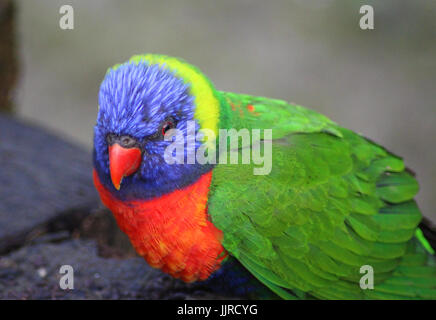 La Rainbow lorikeet (Trichoglossus moluccanus) Foto Stock