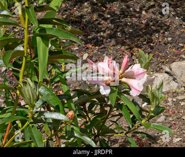 Rhododendron polyandrum Foto Stock