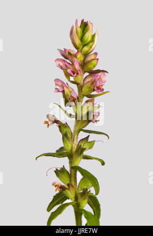 Flower spike di rosso bartsia, Odontites vernus, un parassita parziale di erba contro uno sfondo bianco, Berkshire, Luglio Foto Stock