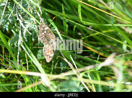 Chiazzato legno butterfly nel camino prato, Oxfordshire, England, Regno Unito Foto Stock