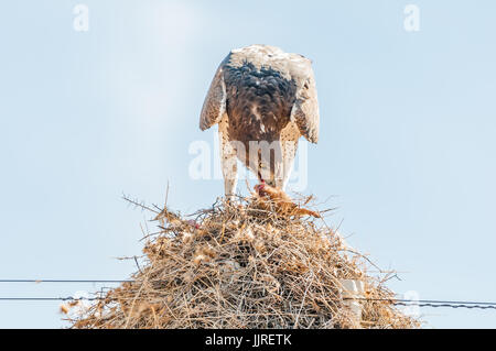 Un aquila marziale, Polemaetus bellicosus, mangiare in preda al di sopra di un comune nido di uccello, costruita sulla sommità di un palo di telecomunicazione vicino Groblershoop nel Foto Stock