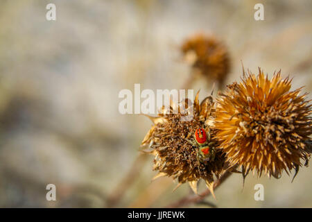 Ragno rosso in attesa su una pianta seccata Foto Stock