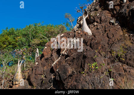 Bottiglia di alberi in fiore nel sangue di drago della foresta di alberi di Dirhur, area protetta del Plateau Dixam sull isola di Socotra, Patrimonio Mondiale dell Unesco Foto Stock