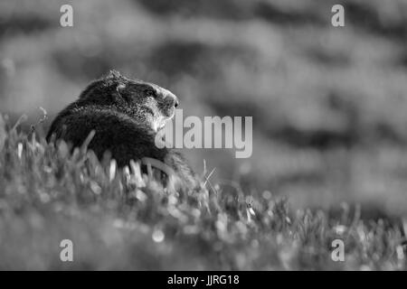 La marmotta alpina - Marmota marmota, Alpi, la più alta montagna europea. Austria. Foto Stock