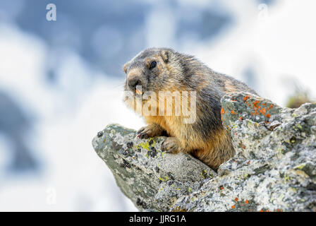 La marmotta alpina - Marmota marmota, Alpi, la più alta montagna europea. Austria. Foto Stock