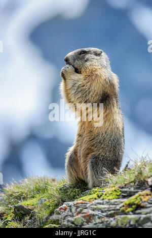 La marmotta alpina - Marmota marmota, Alpi, la più alta montagna europea. Austria. Foto Stock