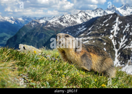 La marmotta alpina - Marmota marmota, Alpi, la più alta montagna europea. Austria. Foto Stock