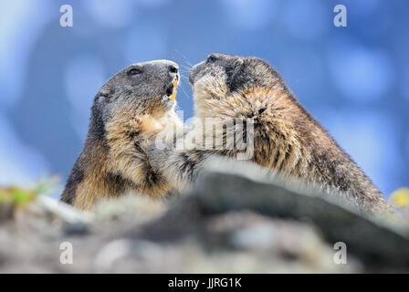 La marmotta alpina - Marmota marmota, Alpi, la più alta montagna europea. Austria. Foto Stock