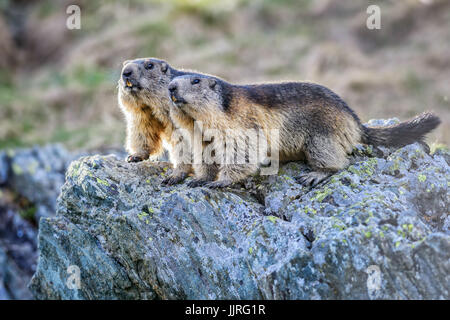 La marmotta alpina - Marmota marmota, Alpi, la più alta montagna europea. Austria. Foto Stock