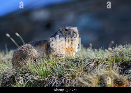 La marmotta alpina - Marmota marmota, Alpi, la più alta montagna europea. Austria. Foto Stock
