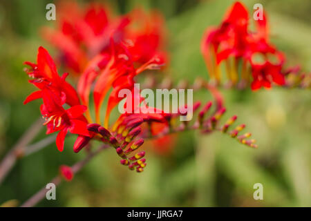 Chasmanthe floribunda è una specie della famiglia iris noto con il nome comune di bandiera africana. Foto Stock