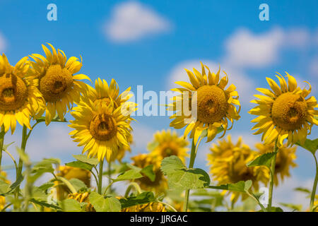 Campo di girasoli in fiore su un cielo blu con nuvole. Sfondo colorato girasoli a bright estate Foto Stock