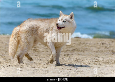 Il cane di razza Husky corre lungo la spiaggia di sabbia Foto Stock