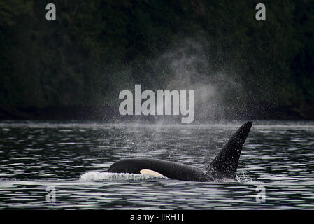 Transient bull orca maschio balena affiorare nei pressi del Canada Vancouver Island. Foto Stock