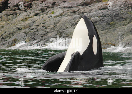 Transient Killer Whale spyhopping Foto Stock