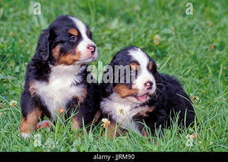 Bovaro del Bernese, due cuccioli seduti insieme in erba Foto Stock
