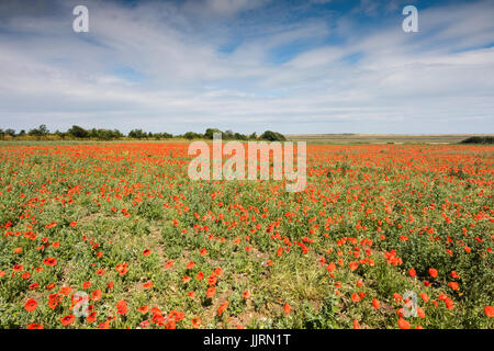 Un campo di papaveri comune in Norfolk, Regno Unito Foto Stock