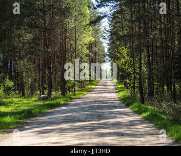 Piccola strada che conduce attraverso la foresta. Foto Stock