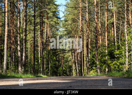 Piccola strada che conduce attraverso la foresta. Foto Stock