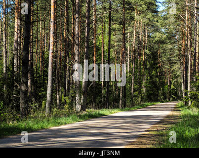 Piccola strada che conduce attraverso la foresta. Foto Stock