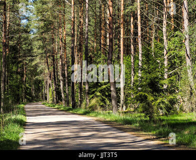 Piccola strada che conduce attraverso la foresta. Foto Stock