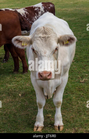 Piccolo allevamento di giovani bull croste, Castle Ashby, Norhamptonshire. Foto Stock