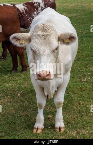 Piccolo allevamento di giovani bull croste, Castle Ashby, Norhamptonshire. Foto Stock