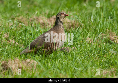 Pernice francese gallico persequitur perdix femmina con giovani pulcini, guardando una biscia natrix natrix che cercando di retrodatare su dei giovani Foto Stock