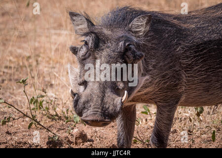 Warthog, Phacochoerus (sp), in Namibia, Africa Foto Stock