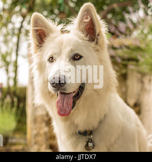 Un Berger Blanc Suisse cane (o pastore bianco) con la lingua di fuori cercando felice e avviso. Foto Stock