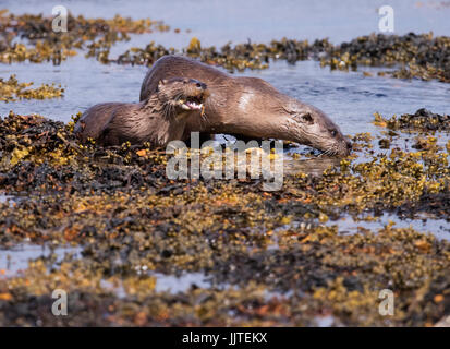 Un giovane lontra (Lutra lutra) mangia un granchio accanto alla sua madre, shetland, Regno Unito Foto Stock