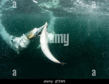 Un Northern Gannet (Morus bassanus) immersioni per i pesci off isole Shetland, Regno Unito Foto Stock