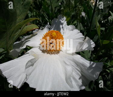 Matilija bianco semi di papavero Foto Stock