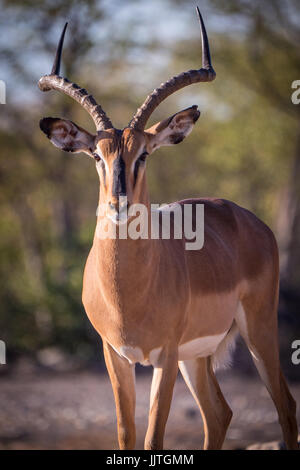 Maschio africano impala, Aepyceros melampus, dalla Namibia, endemica in Africa orientale e meridionale. Foto Stock