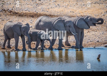 Branco di elefanti africani in Etosha National Park, Namibia, Africa Foto Stock