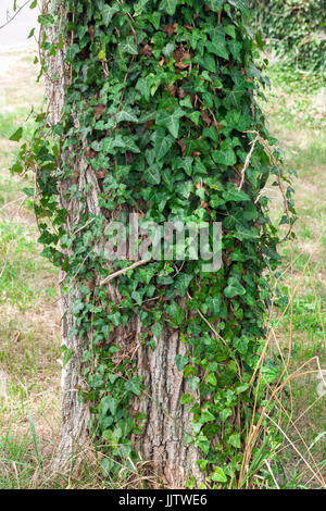 English ivy cresce su un tronco di albero. Foto Stock