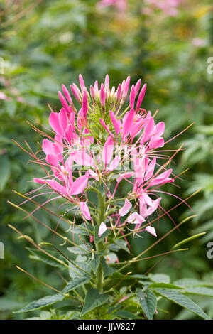 Cleome spinosa 'Rosa regina dei fiori". Foto Stock