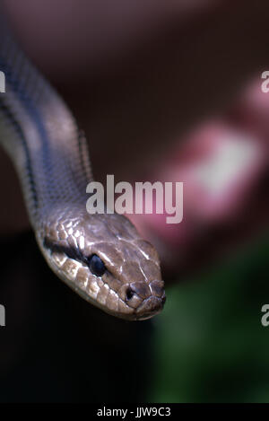 Quattro-rigato snake. Elaphe quatuorlineata Foto Stock