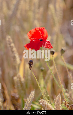 Papavero rosso dei fiori maturi nel campo di grano. Look piatta Foto Stock