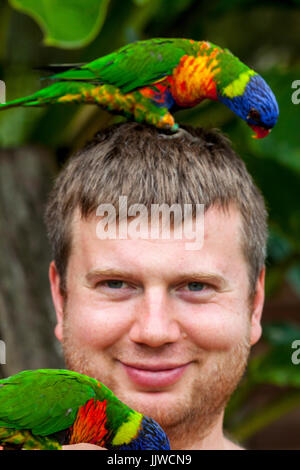 Un arcobaleno lorikeet in piedi su un uomo di testa. Foto Stock