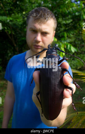 Un entomologo tenendo un enorme esemplare del Titanus giganteus l'insetto più grande del mondo! Foto Stock